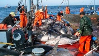 Photo of Thon rouge: l’Algérie pêche la totalité de son quota