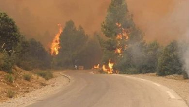 Photo of Khenchela: Les feux des forêts d’Ain Mimoun et Bouhmama maitrisés à 90%