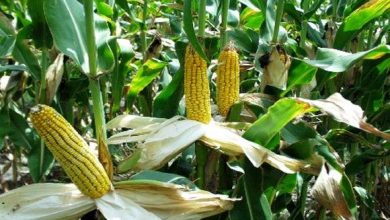 Photo of El-Oued: Intérêt des agriculteurs pour la culture de maïs