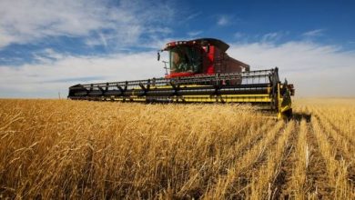Photo of Agriculture : Programme gouvernemental pour augmenter la production céréalière à 65 millions de quintaux en 2022