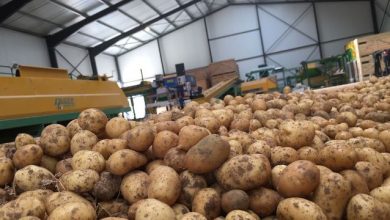 Photo of Approvisionnement des marchés : L’ONILEV déstocke de 10.000 tonnes de pomme de terre