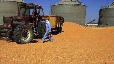 Photo of Egypte : Citigroup à la rescousse  pour se protéger contre la hausse des prix mondiaux du blé