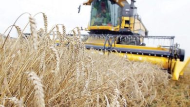 Photo of Agriculture : le Gouvernement fixe les nouveaux prix d’achat des céréales auprès des producteurs