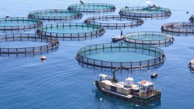 Photo of Investissement : Levée des obstacles sur 171 projets dans le secteur de la Pêche et de l’Aquaculture