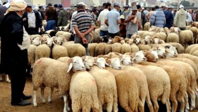 Photo of Le ministère de l’Industrie veut récupérer plus de 2 millions de peaux de moutons
