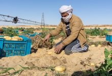 Photo of Production prévisionnelle de plus de 4 millions de quintaux de pomme de terre saisonnière à El Oued